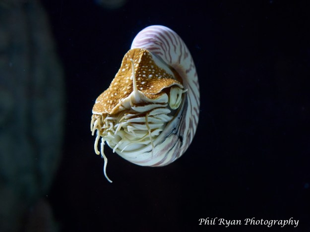 Nautilus