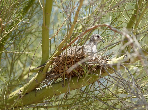 Aug 10 2014 Nesting 80