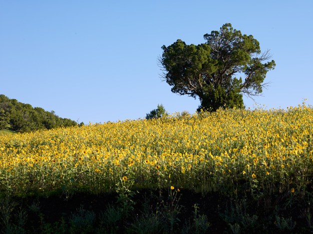 Sunflowers-web