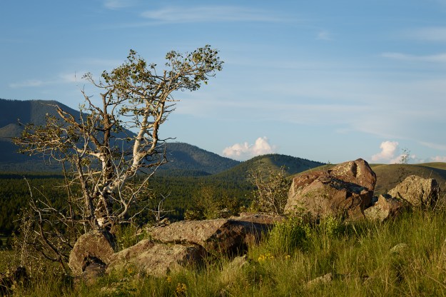 Tree & Rock-web