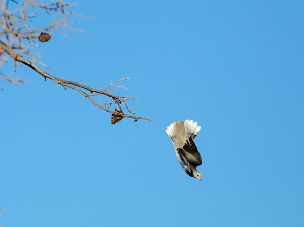 A White Winged Dove dives off a branch for some quick airspeed