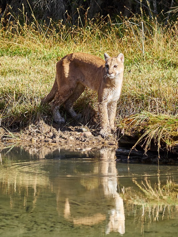 A full grown Mountain Lion.