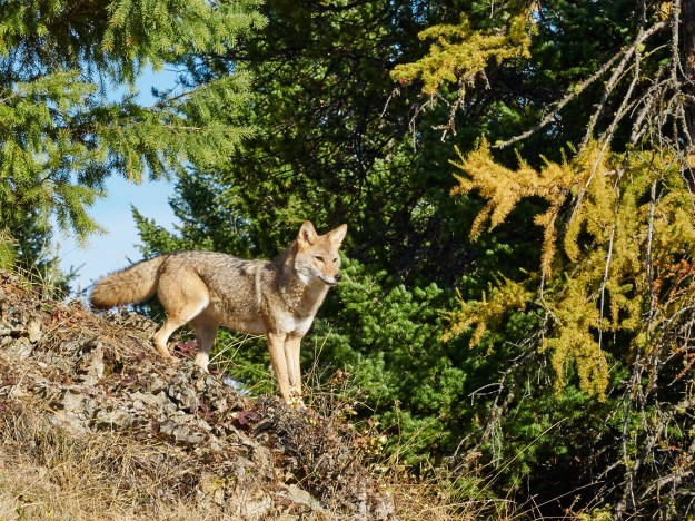 A coyote takes in the area.