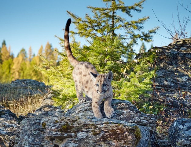 Three month old Mountain Lion cub.
