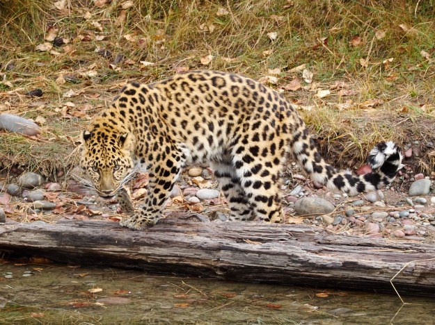 It's estimated there are only about 50 left in the wild.