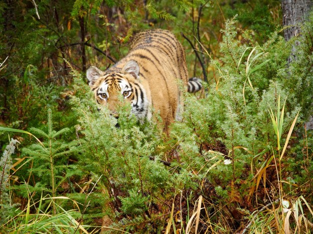 A Siberian Tiger watching from the brush.