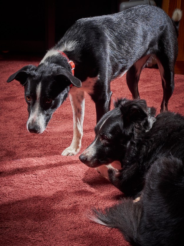 Trix and Fly getting to know each other.