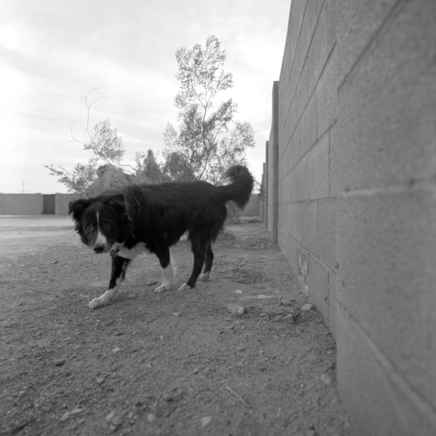 Fly out surveying her yard
