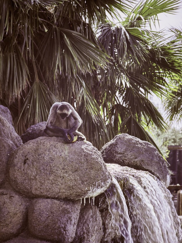 A monkey concentrating on eating a piece of fruit