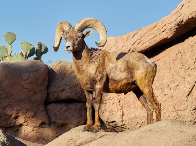 Big Horn Ram at the Arizona Sonora Desert Museum