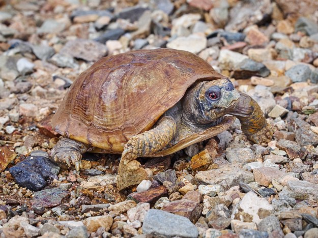 A long suffering box turtle gives us a baleful look. 