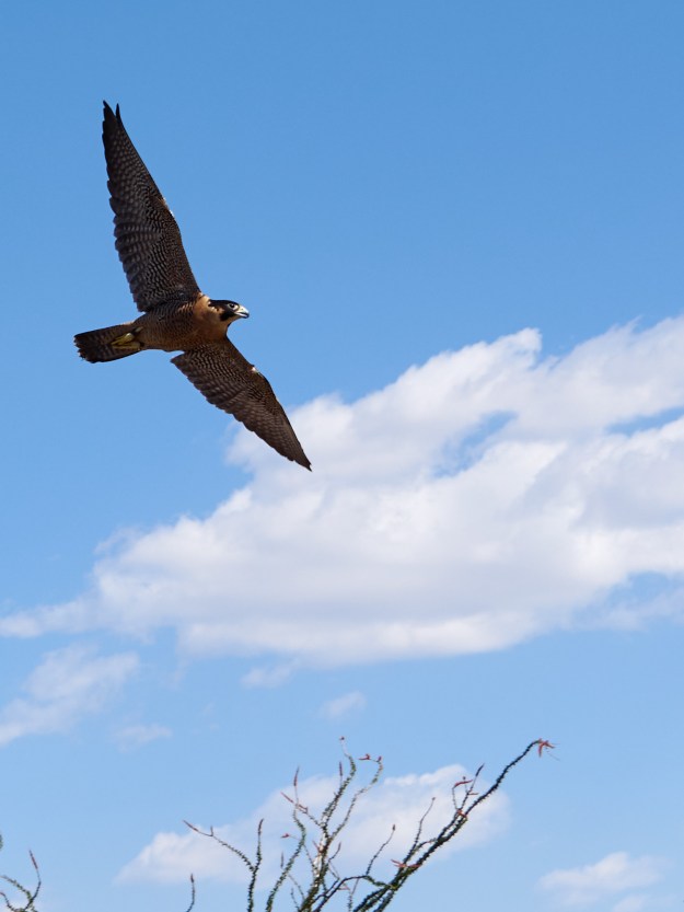Peregrine Falcon doing a fly by