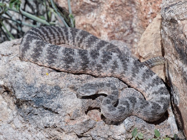 A beautiful Tiger Rattlesnake. Their venom is the most toxic among rattlesnakes and the most toxic in North America, but the amount they inject is small, so they are not particularly lethal to humans.