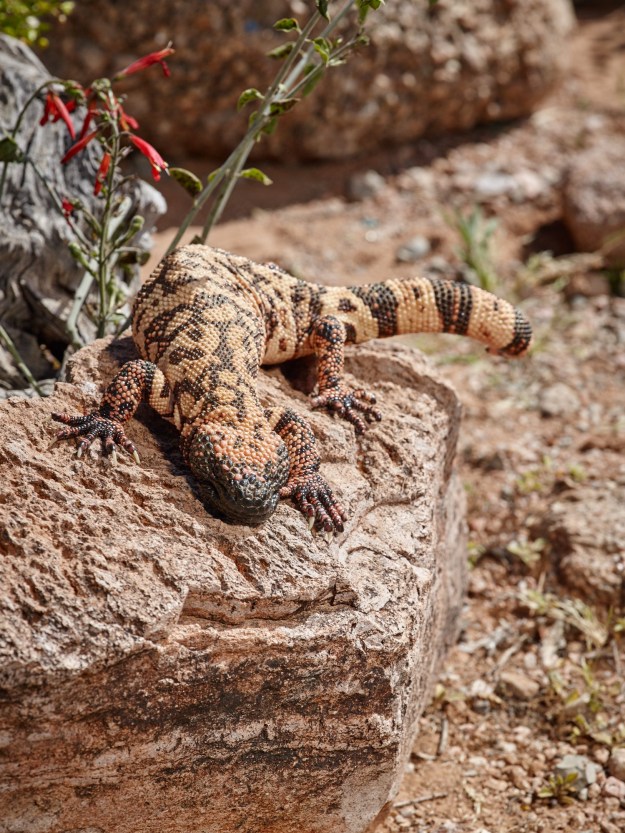 The Gila Monster - One of two venomous lizards in North America.