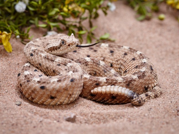 The Sidewinder is quite a bit smaller than the other rattlesnakes