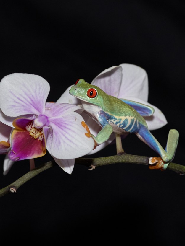 A Red Eyed Tree Frog to close with.  A cute little guy who was kept well away from the snakes for obvious reasons.