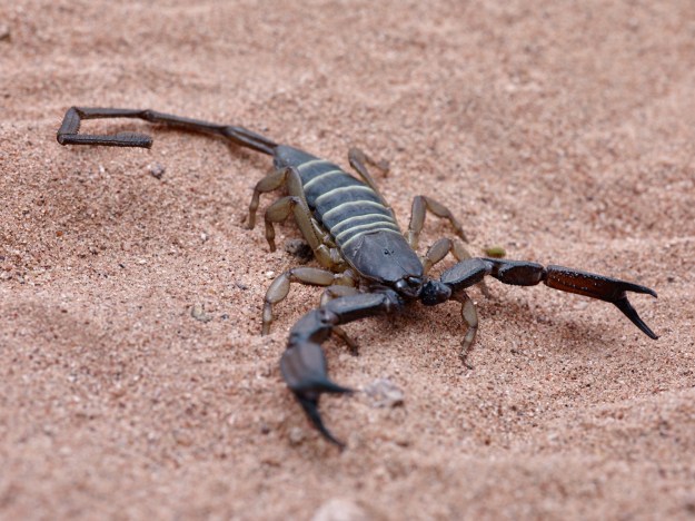 The African Black Flat Rock Scorpion