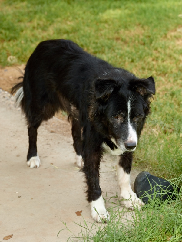“My heart has joined the Thousand, for my friend stopped running today,” Adams, Richard (2009-07-14). Watership Down (p. 101). Simon & Schuster, Inc.. Kindle Edition.