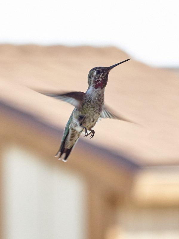 One of our local hummingbirds posing for me