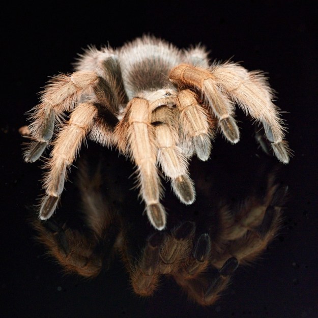 Tarantula