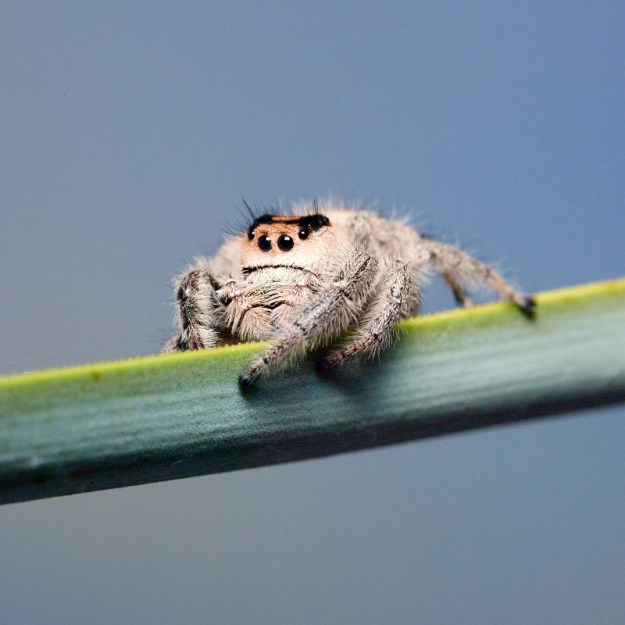Jumping Spider