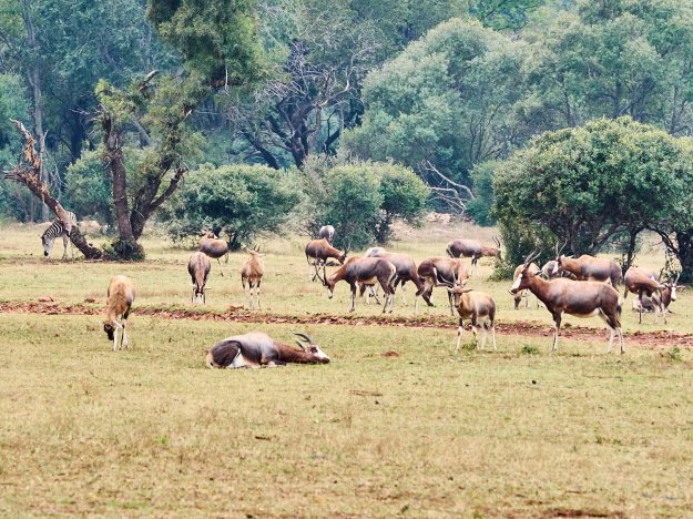 16-05-26 Ukutula 4252-web