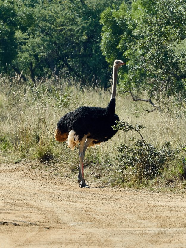 16-05-27 Ukutula 4889-web