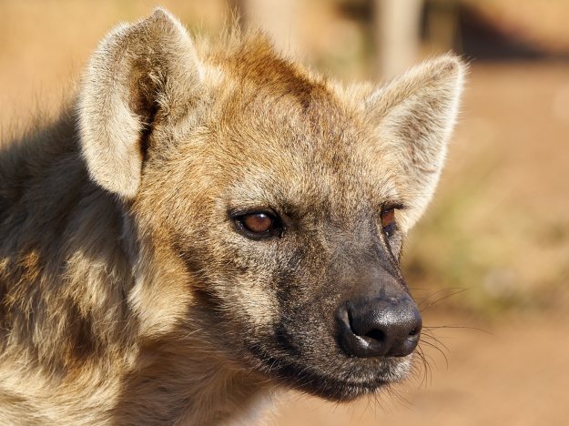 16-05-27 Ukutula 5223-web