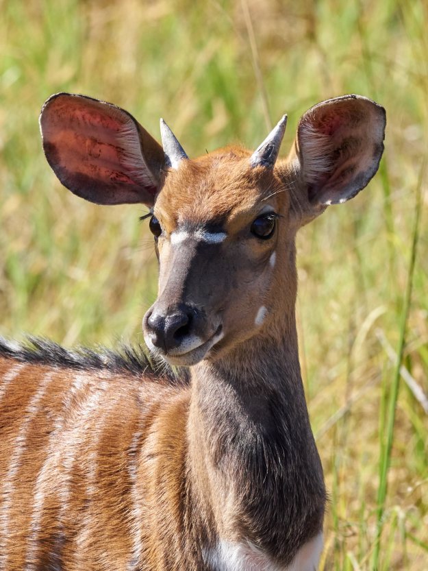 16-05-27 Ukutula 5306-web