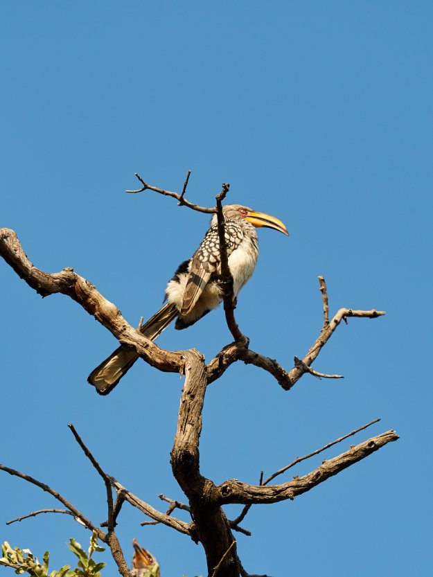 16-05-27 Ukutula 7024-web