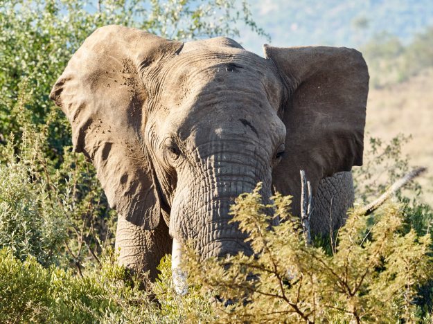 16-05-28 Bakubung 7392-web