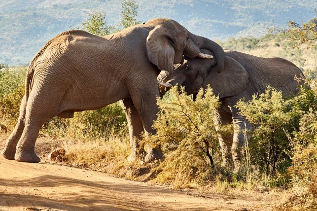 16-05-28 Bakubung 7410-web