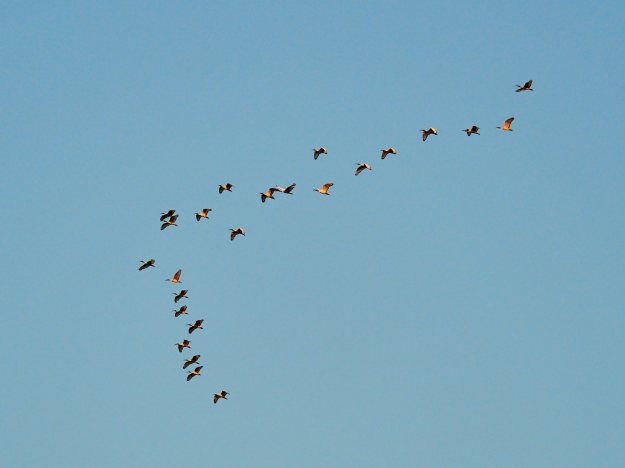 16-05-28 Ukutula 7164-web