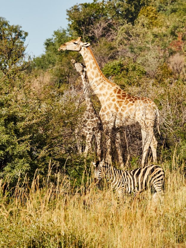 16-05-29 Bakubung 7882-web