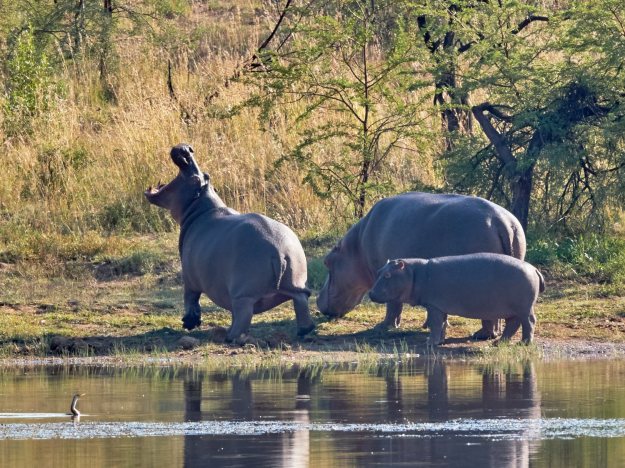 16-05-29 Bakubung 7931-web