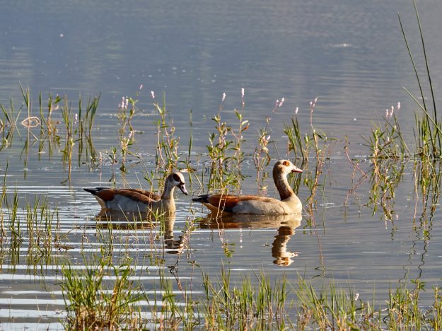 16-05-29 Bakubung 8019-web