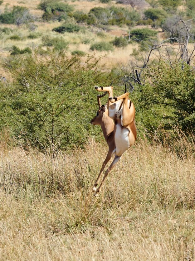 16-05-29 Bakubung 8078-web