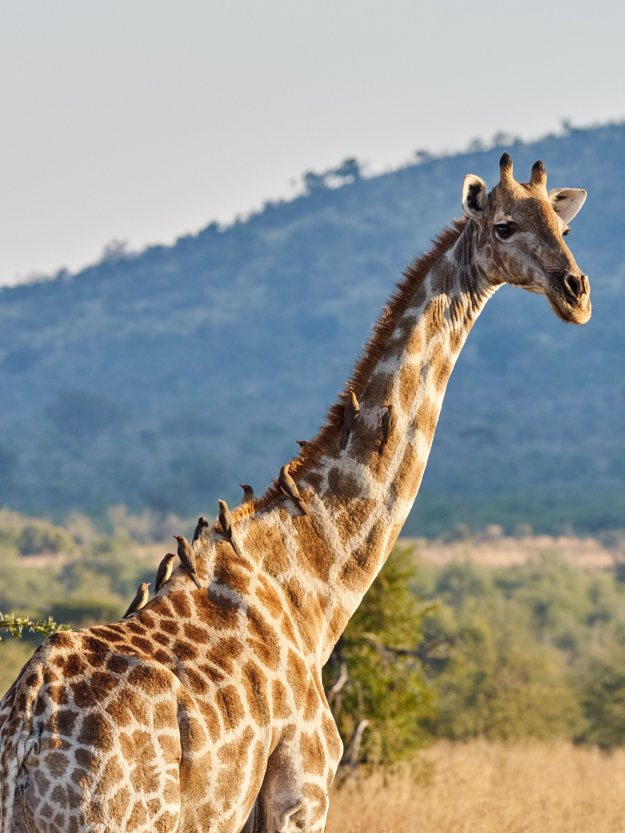 16-05-29 Bakubung 8315-web