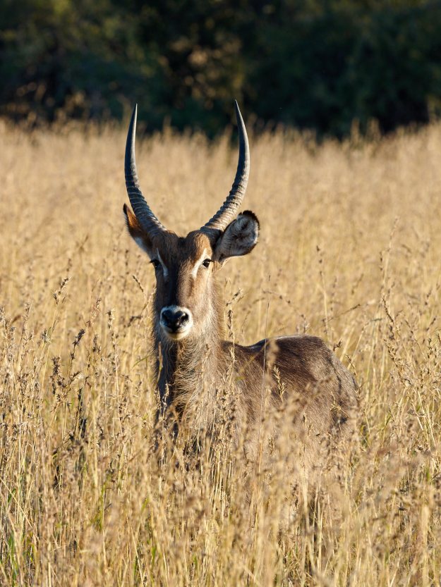 16-05-29 Bakubung 8333-web