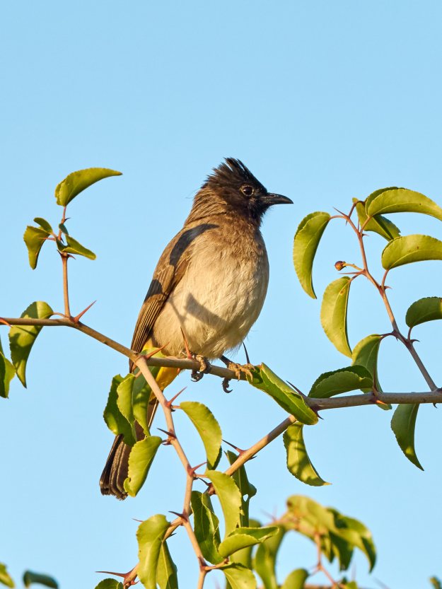 16-05-29 Bakubung 8336-web