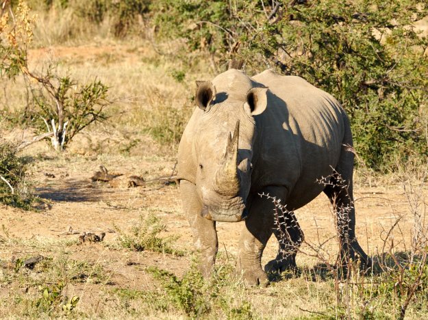 16-05-30 Bakubung 8638-web