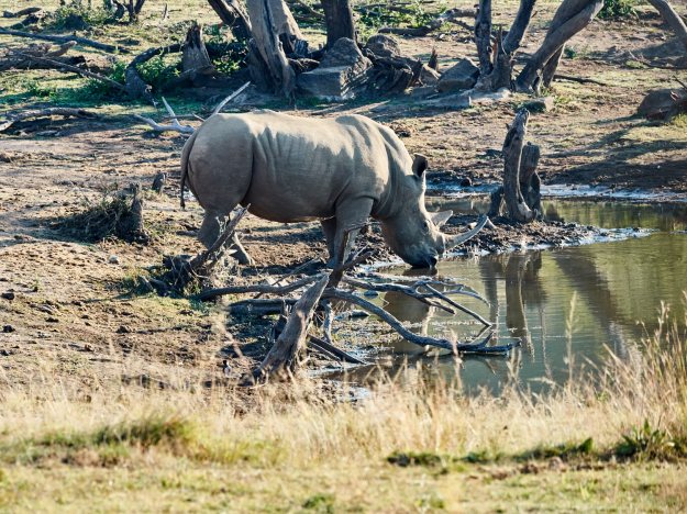 16-05-30 Bakubung 8675-web