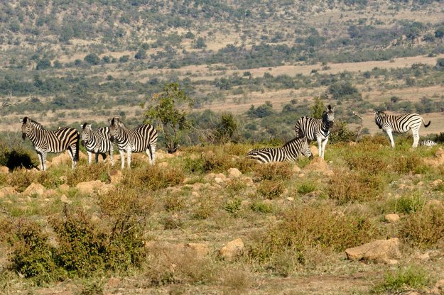 16-05-30 Shambala 8817-web