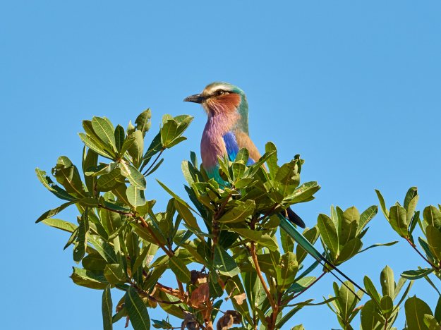 16-05-30 Shambala 8829-web