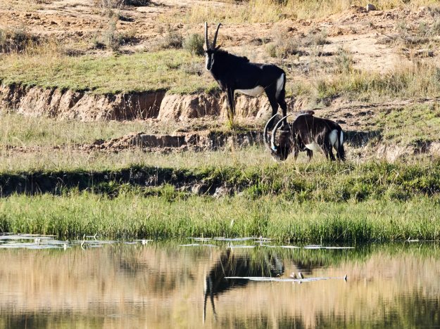 16-05-31 Shambala 9134-web