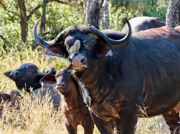 16-05-31 Shambala 9231-web