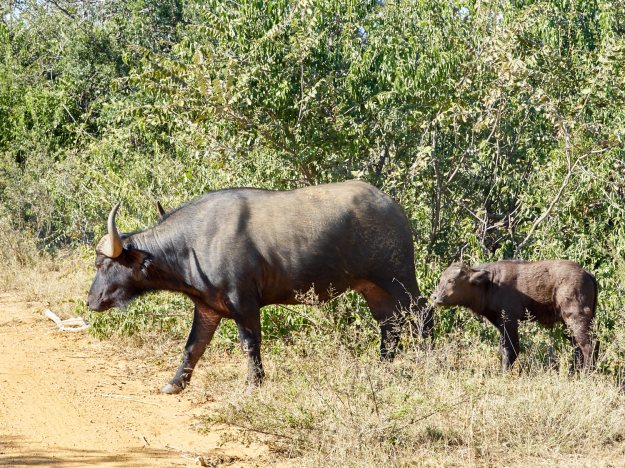 16-05-31 Shambala 9244-web