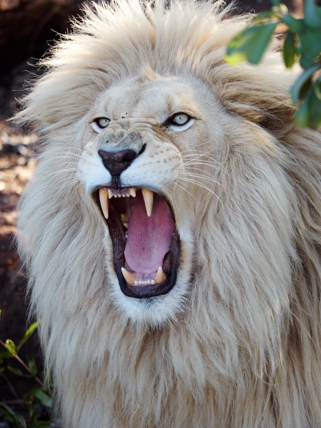 16-05-31 Shambala 9433-web