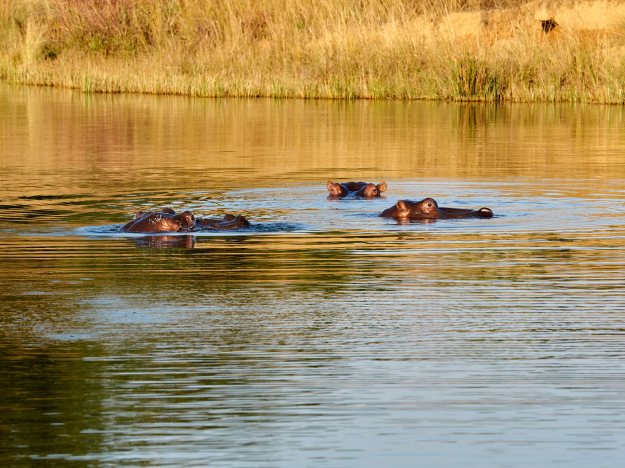 16-05-31 Shambala 9607-web