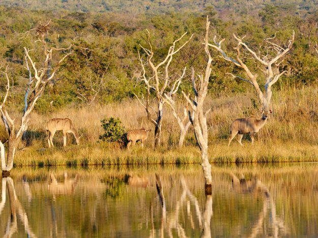 16-05-31 Shambala 9650-web